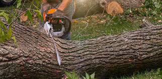 Best Arborist Consultation Services  in Lely Resort, FL