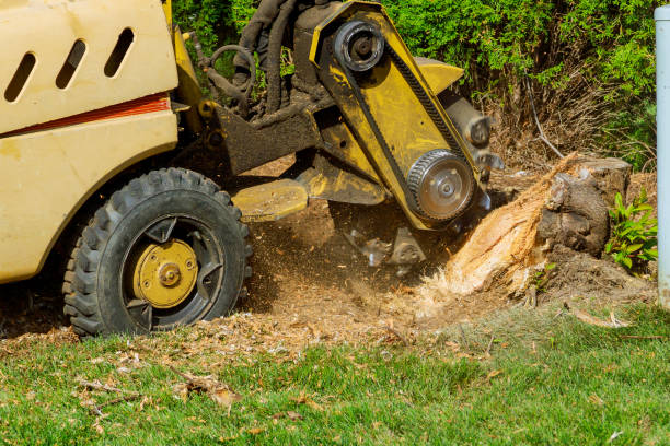 Best Sod Installation  in Lely Resort, FL