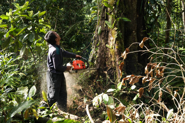 Best Commercial Tree Services  in Lely Resort, FL