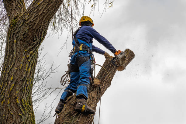 How Our Tree Care Process Works  in  Lely Resort, FL