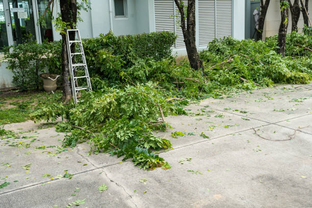 Professional Tree Services in Lely Resort, FL